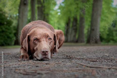 Brauner Labrador liegend auf Allee