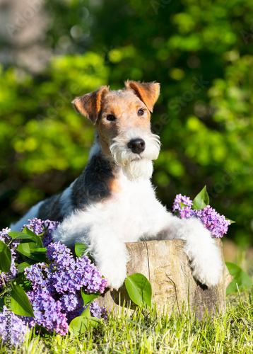 fox terrier, portrait of a terrier dog against the background of a blooming garden