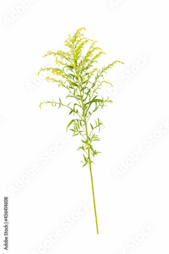 solidago canadensis isolated on white,