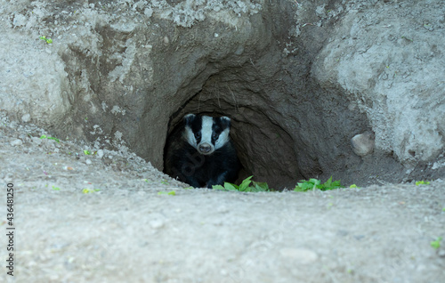 Badger, wild, native, Eurasian badger just about to emerge from the classic D shaped hole of a badger sett. Facing forward. Scientific name: Meles Meles. Space for copy. Horizontal.