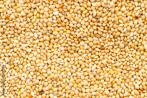 background - unpolished yellow proso millet