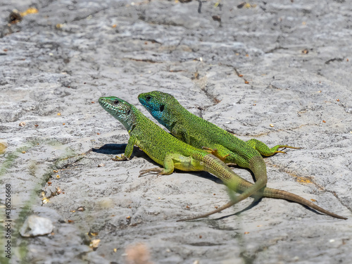 European green lizard - Lacerta viridis