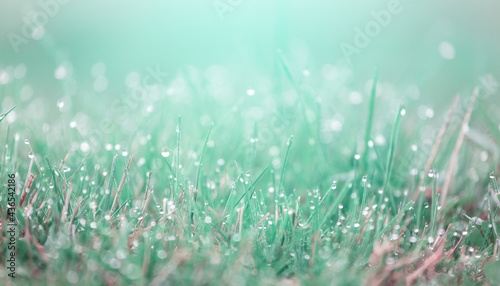 Dew morning drops, tinted in turquoise color, glow and sparkle in sun in morning fresh wet green grass in nature. Soft selective focus