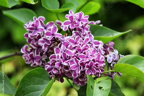 Purple and white Syringa vulgaris lilac 'Sensation' in bloom