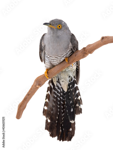 cuckoo isolated on white background