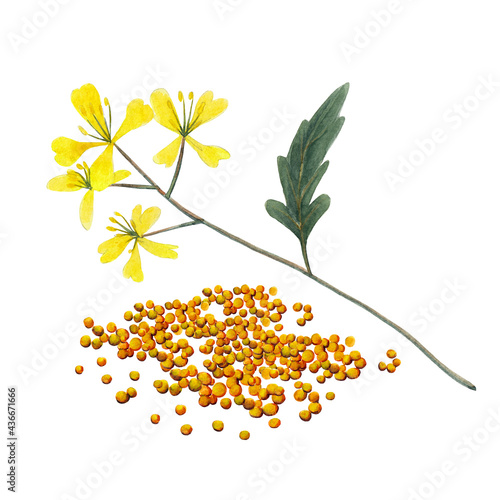 Branch plant and seeds of mustard spice. Mustard set isolated on white background. Watercolor hand drawn illustration.