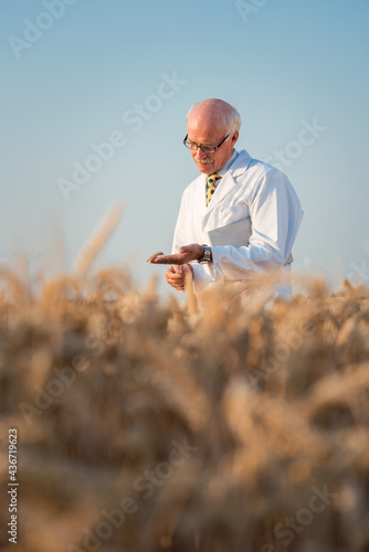 Researcher doing field test on new kinds of grain and wheat