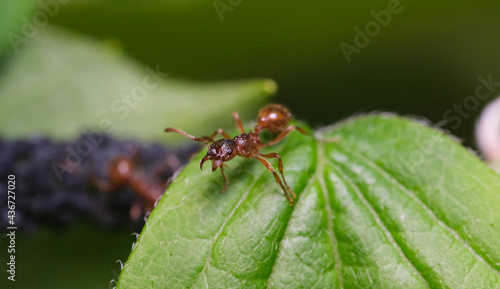 mrówka na liściu 2