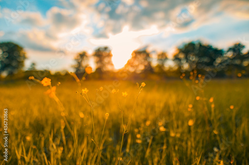 Abstract sunset field landscape of yellow flowers and grass meadow on warm golden hour sunset or sunrise time. Tranquil spring summer nature closeup and blurred forest background. Idyllic nature