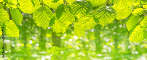 Spring landscape, background, banner - view of the hazel leaves on the branch in the deciduous forest on a sunny day, close up, with space for text