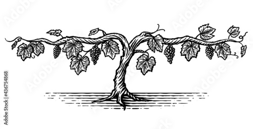 Hand drawn illustration of a grape vine in a vintage style