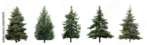 Beautiful evergreen fir trees on white background, collage. Banner design