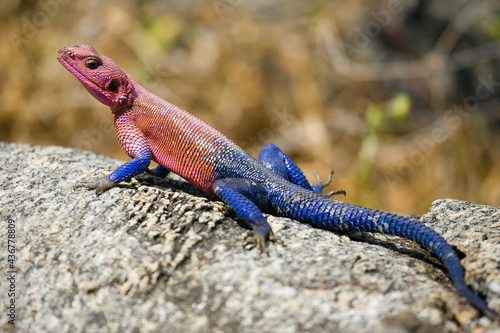 Red headed Agama lizard on a rock.