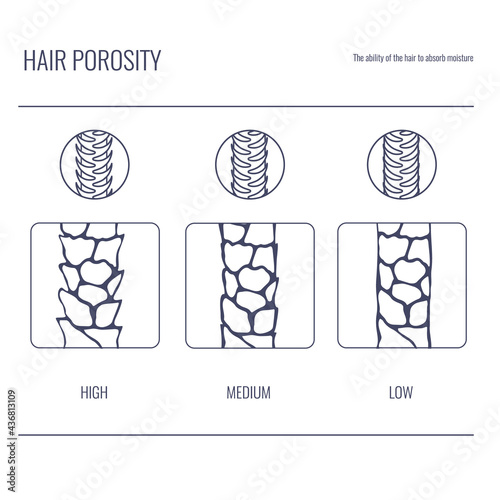 Hair porosity types classification line set. Strand with low, normal and high cuticle porosity. Anatomical structure scheme in linear style. Outline vector illustration.