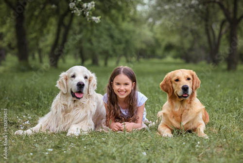 girl lies with dogs of golden retrievers labrador in the park. Golden retriever fawn and golden retriever golden