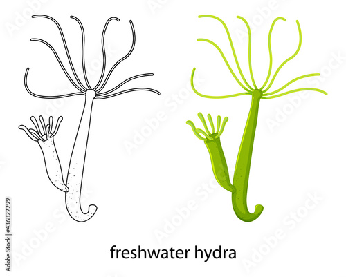 Freshwater hydra in colour and doodle on white background