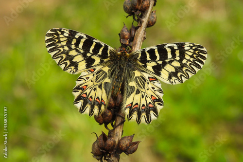 Farfalla Polissena (Zerynthia cassandra),ritratto ad ali aperte