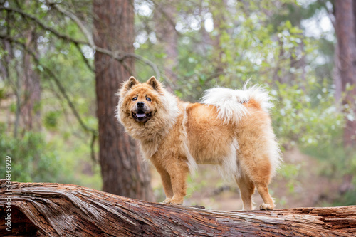 Chow Chow dog in the forest standing on a log