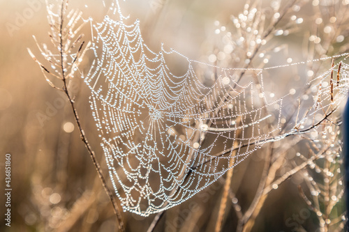 Cobweb with dew drops on dried grass.
