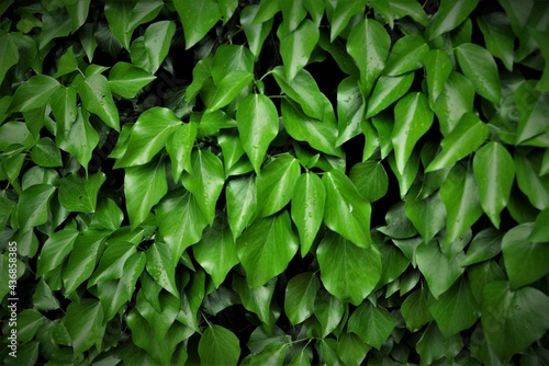 Zielone liście 4