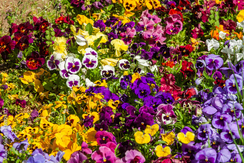 Beautiful garden full of colorful pansies on a bright, sunny spring day