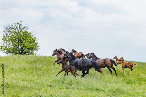A herd of mares and foals running across a pasture.