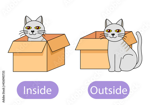 the cat sits inside the box and next to the box. the concept of children learning opposite prepositions inside and out.