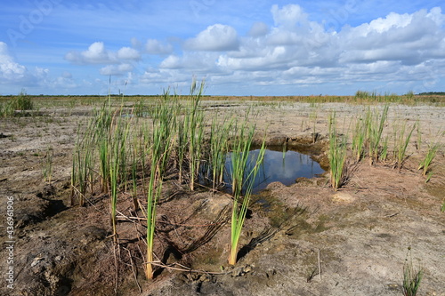 Solution hole holding scarce water in severe drought in Everglades National Park, Florida in early summer.