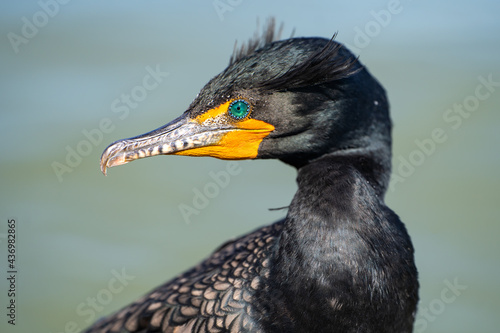 Portrait of double-crested cormorant (phalacrocorax auritus) 