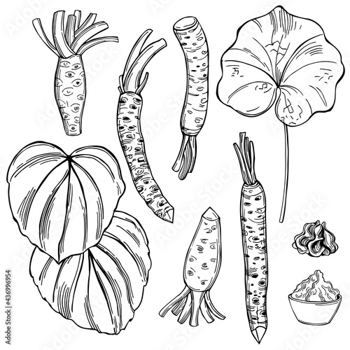 Wasabi, root and leaves. Vector illustration.