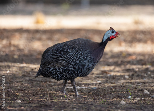 Guinea Fowl at a wildlife conservation park in Abu Dhabi, UAE