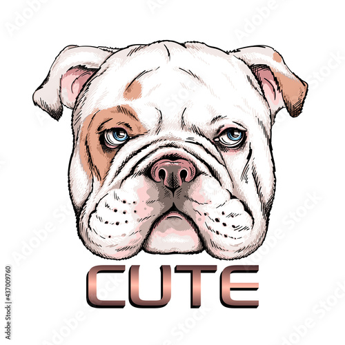 Cute english bulldog portrait. Vector illustration. Stylish image for printing on any surface 