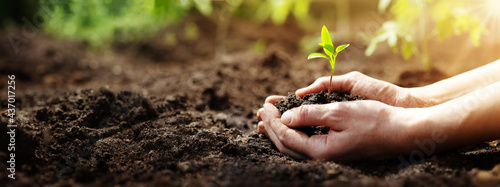 Woman hands taking care of a seedling in the soil.