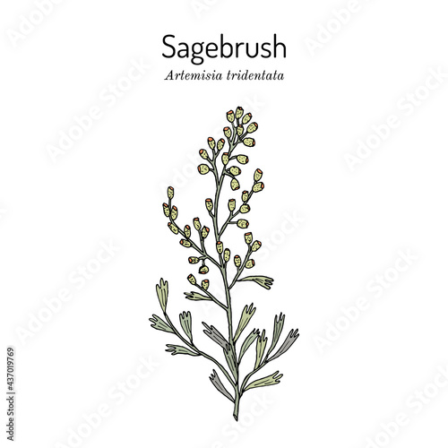 Sagebrush Artemisia tridentata , the official state shrub of Wyoming