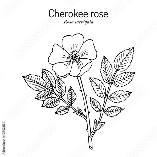 Cherokee rose Rosa laevigata the official state flower of Georgia