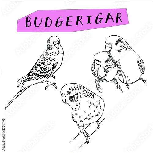 A small set with hand-drawn budgies. Vector illustration with parrots for cute design, advertising, prints.