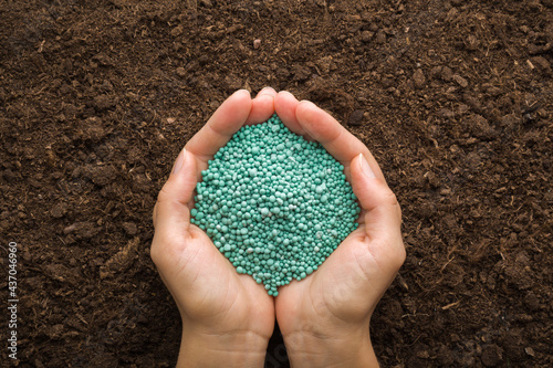 Young adult woman palms holding green complex fertiliser granules on dark soil background. Product for root feeding of vegetables, flowers and plants. Closeup. Point of view shot. Top down view.