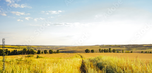 Endless fields of golden wheat. Harvesting concept. Summer landscape with hills, field and blue sky, panorama. Banner format.