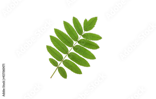 Rowan green leaf isolated on white background