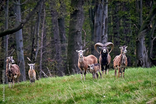 Europäische Mufflons ( Ovis gmelini musimon )