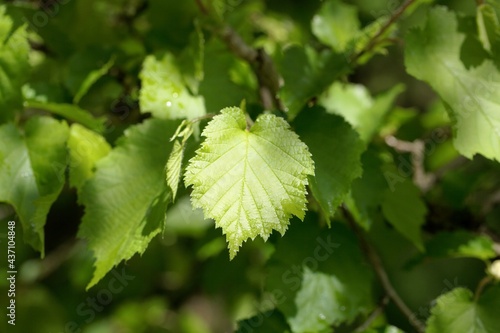 Leaves of a Turkish hazel, Corylus colurna