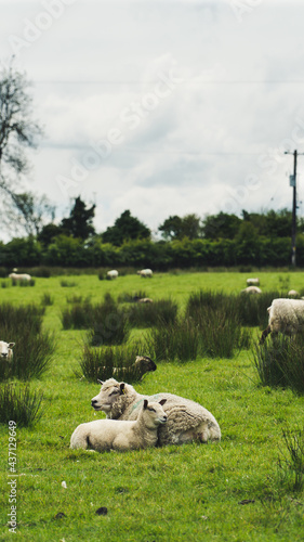 Irish Sheeps