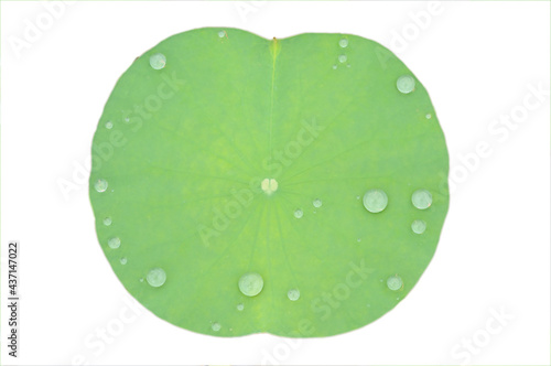 A Watered Lily Pad Isolated in White