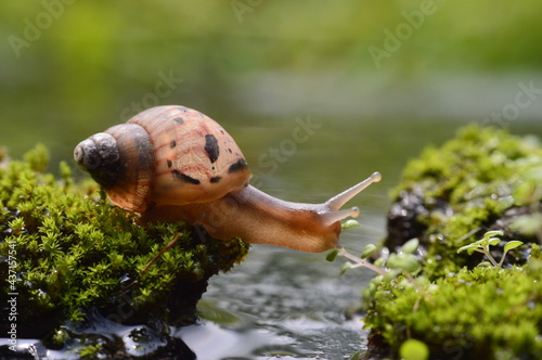 Beautifull snail