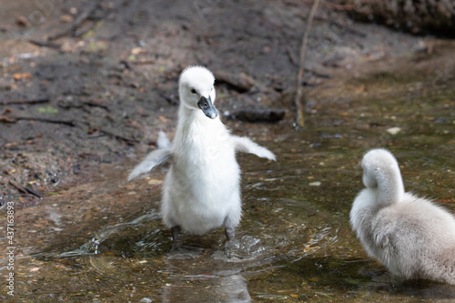 cygnet