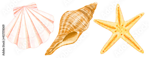 貝殻とヒトデのイラスト Illustration of seashells and starfish