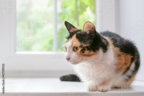 Tricolor cat sitting on the windowsill