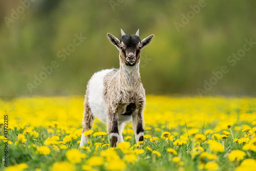 Little Nigerian pygmy goat on the field with flowers. Farm animals.
