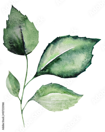 Watercolor botanical leaves illustration