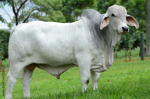 Animais - Animal - Touro Brahman